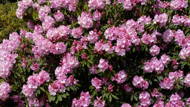 Peter Cundall gardening September 28... Rhododendron ‘Susan’ in full November bloom.