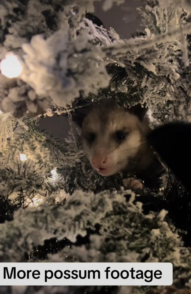 The possum was hiding inside the Christmas tree. Picture: @brettbratt359/TikTok