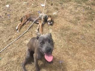 The RSPCA Qld discovered these animals, one lying dead while its companion pants furiously in the heat to bring home the stark reality of heat stress and being tethered. Photo: RSPCA Queensland