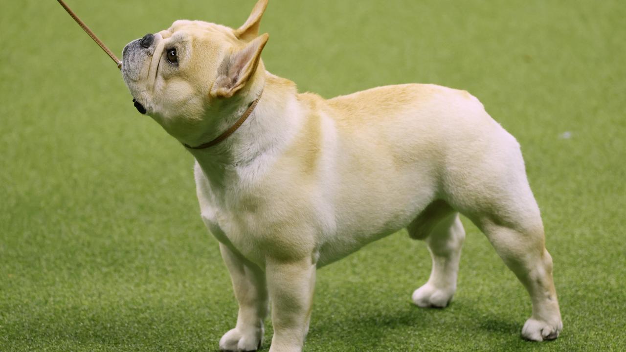 Want a date? You may need a dog. Picture: Sarah Stier/Getty Images for Westminster Kennel Club