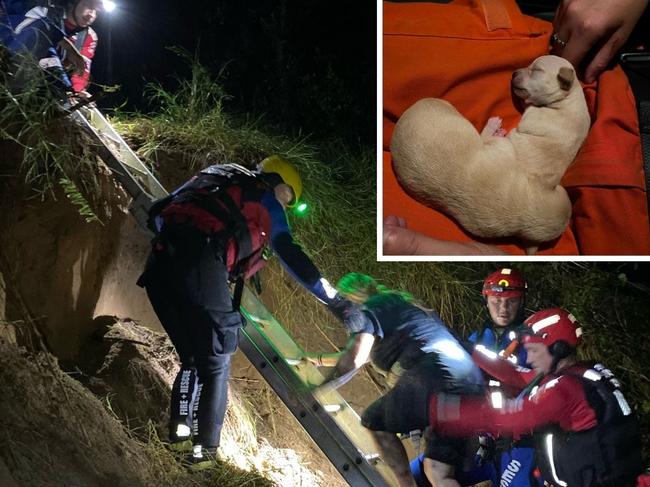 Family, baby and seven puppies in incredible ravine rescue