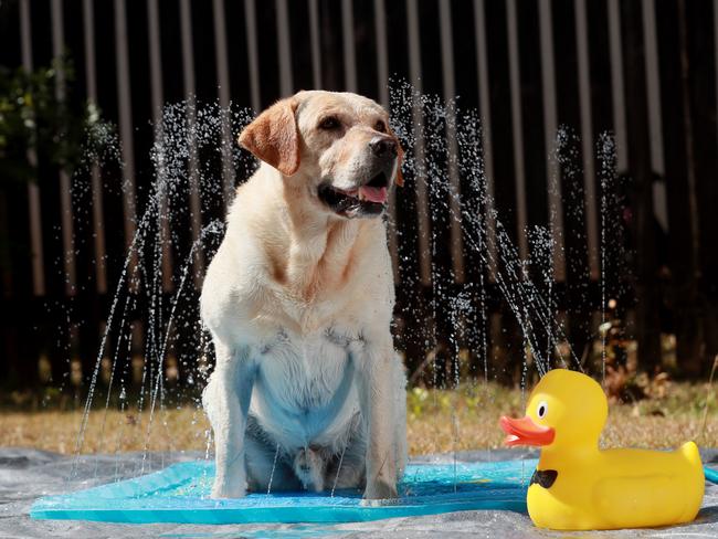 Wilfred the labrador keeping cool. Picture: Stewart McLean