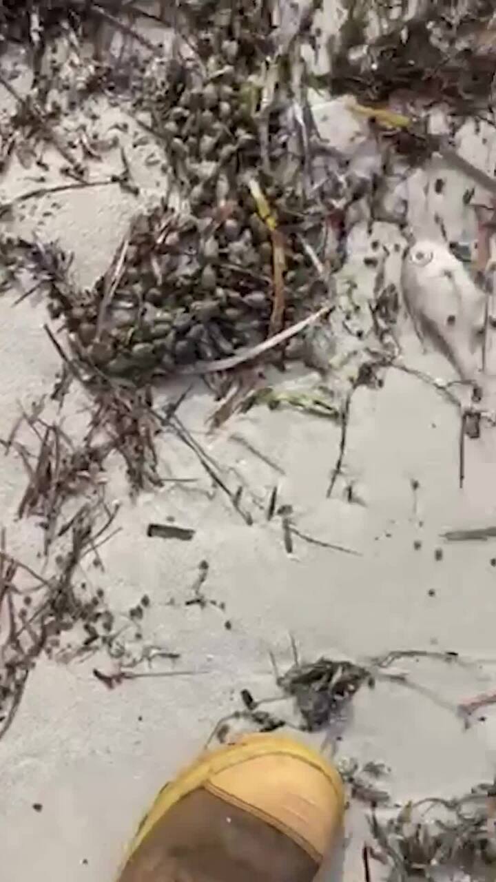 Algal bloom horror kills sea creatures at Foul Bay