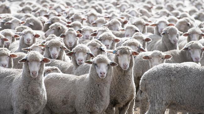 The US has an increasing appetite for Australian sheepmeat. Picture: Zoe Phillips