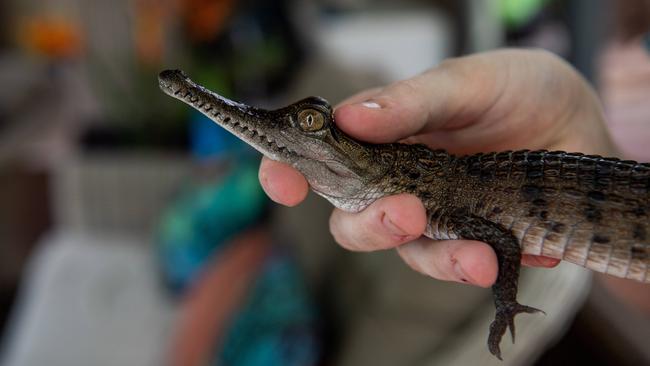 Alex Kous with little croc Brutus at his Rapid Creek home. Picture: Pema Tamang Pakhrin