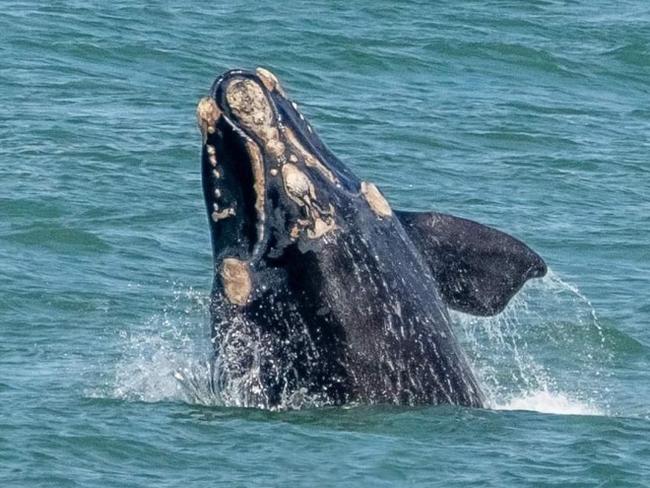 Pictures: Whale spotting starts in Warrnambool