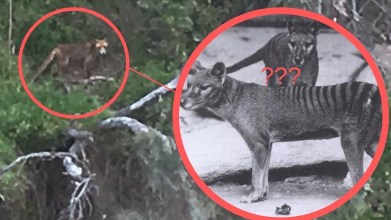 Bellarine Tasmanian tiger sighting theory over Bellarine beast photo