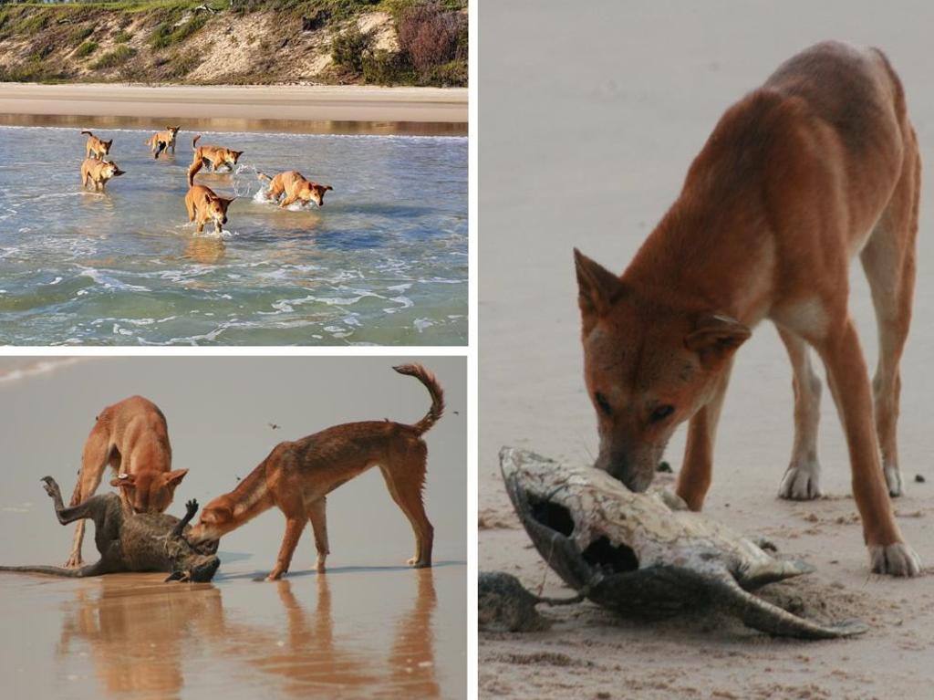 Dingoes having a feed on Fraser Island.