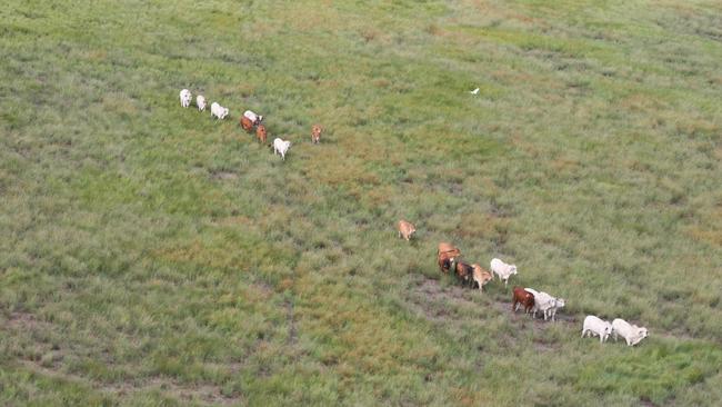 Mustering cattle on the vast Carlton Hill station is a challenge. Picture: Charlie Peel