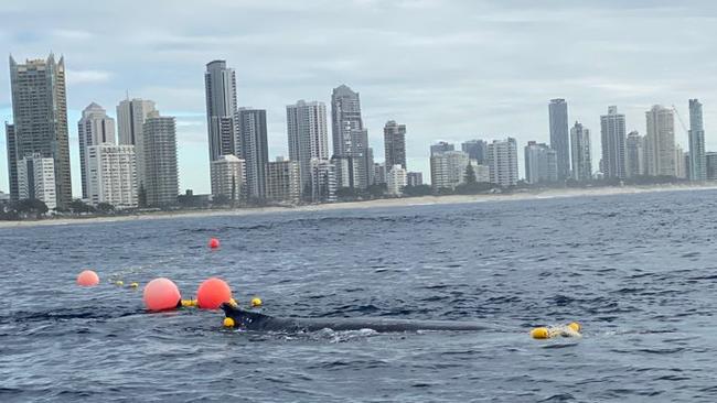 A young humpback whale caught in shark nets off Surfers Paradise on Sunday.