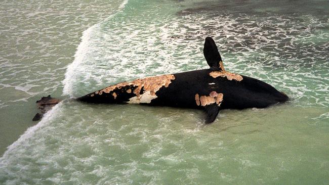 A southern right whale washed up on beach near Yalata in Great Australian Bight Marine Park in 2001. It was attacked by sharks after being caught in a fishing net. Photograph: Rob Brown, Channel 7 News.