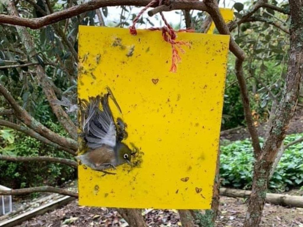 A bird caught on a sticky trap. Source: Kanyana Wildlife Rehabilitation Centre