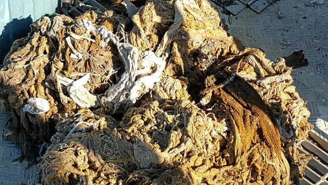 A Sunshine Coast fatberg - a congealed lump of fat, sanitary items, wet wipes clogging up our sewage system. Picture: ROXANNE  MCCARTY-O'KANE