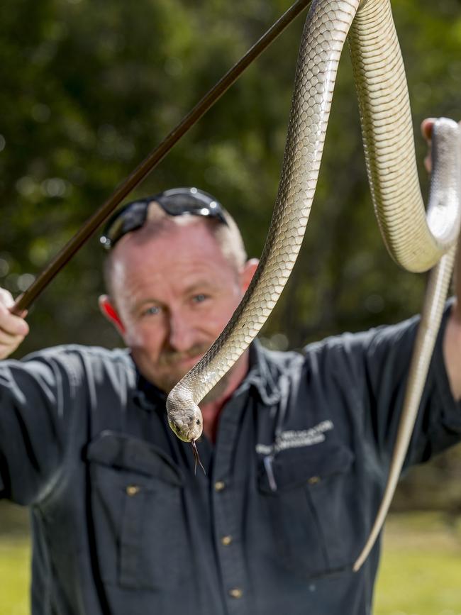 Snake mating season is underway and Gold Coast snake catcher Tony Harrison is expecting a busy season ahead. Tony holding an eastern brown snake. Picture: Jerad Williams