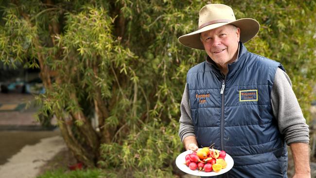 Rayner’s Orchard owner Len Rayner with a crop of tamarillos. Picture: Andy Rogers