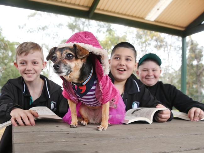 Assistance Dogs Help Children Master Literacy In Penrith Classroom Daily Telegraph