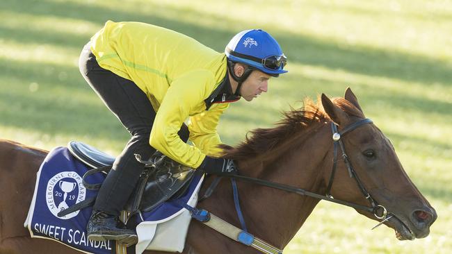 Sweet Scandal during a trackwork session at Flemington