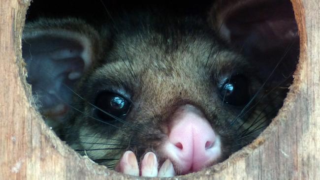 Brushtail possums call the strip home.