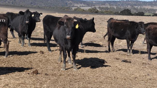 Wal, Jen and Charlie Perry of Trent Bridge Wagyu at Aberfoyle in NSW with some of their Wagyus which are on feed due to drought.