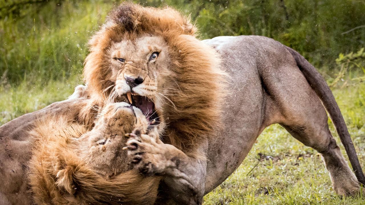 lion safari kahan hai
