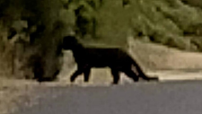 A woman claims to have filmed what is possibly a panther, prowling near the Great Ocean Road  Picture; Facebook