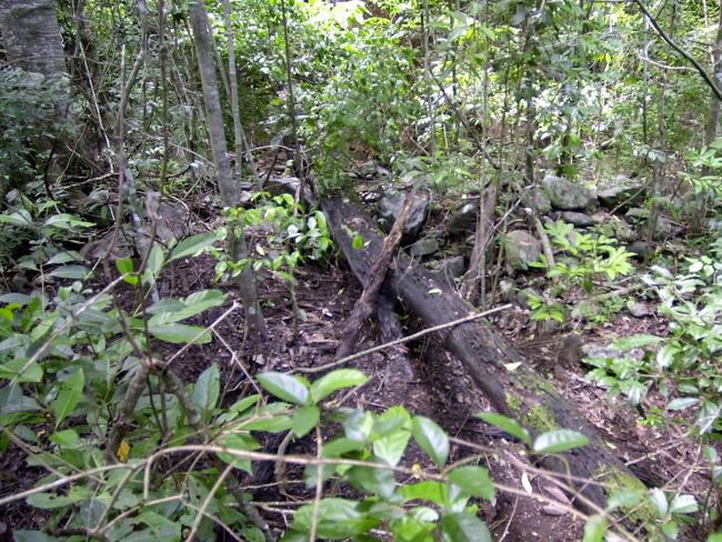 16 Feb 2004 PicAaron/Francis Creek off Chatham Terrace, Smithfield heights in the Kuranda State Forest. Tattered clothing was found with bones in the shallow waterway near Cairns. The skeletal remnants appear to be of an Asian woman in her late 40s, the clothing consists of a Black jacket which is in remarkably good condition, a pair of black Asics shoes made in Japan, black sock which were attached to brown pants with nappy pins, underwear the right shoe had blue twine attached to the shoelace. rainfores bushland missing persons generic