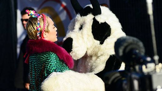 Cash Cow and Miley, a true love story.