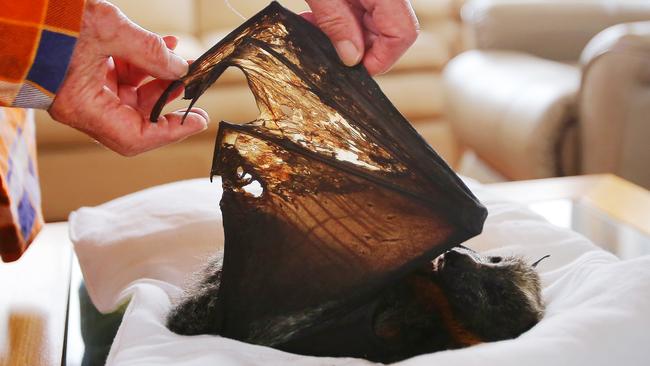 Mid-South Coast bat coordinator Janet Jones inspects the wing of a grey-headed flying fox after the bushfires. Picture: AAP