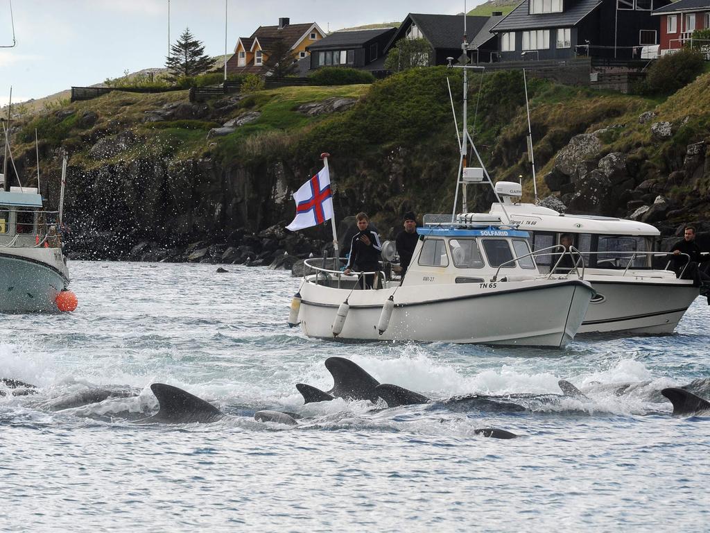 Hundreds of whales slaughtered in Faroe Islands ritual turning ocean