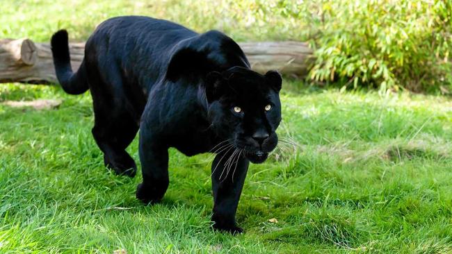 Was there a black panther stalking through Tin Can Bay this year? Picture: Sarah Cheriton-Jones