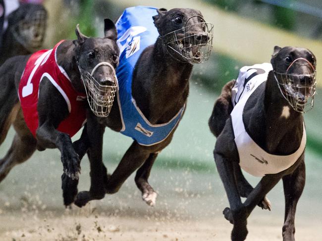 Greyhound trainers in NSW have been asked to be as vigilant as possible — identifying symptoms and taking a commonsense approach to the situation.