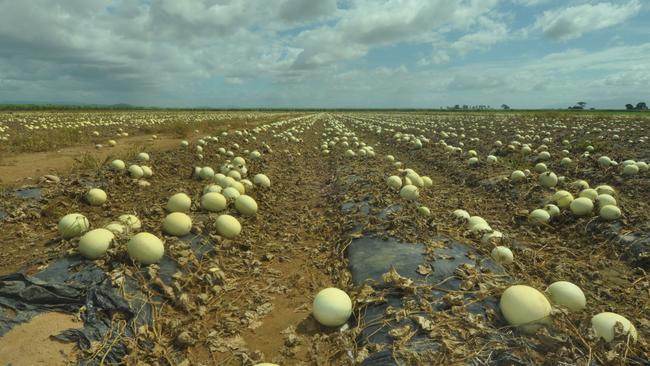 Unmarketable honeydews left to rot on a Burdekin farm.