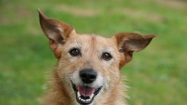 Commercial. Socialising your dog can help them become a more welcome member of your family. For Pupstars editorial, Cairns Sun.