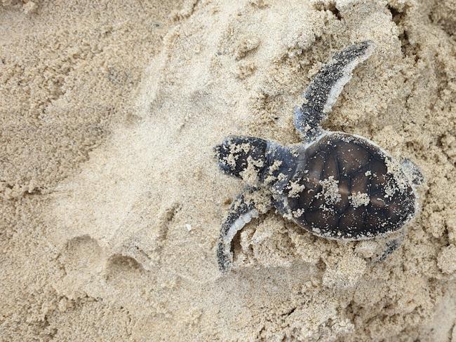 One of 64 green turtles that hatched at Inskip Point on Thursday. This turtle was the only one found left at the nest.