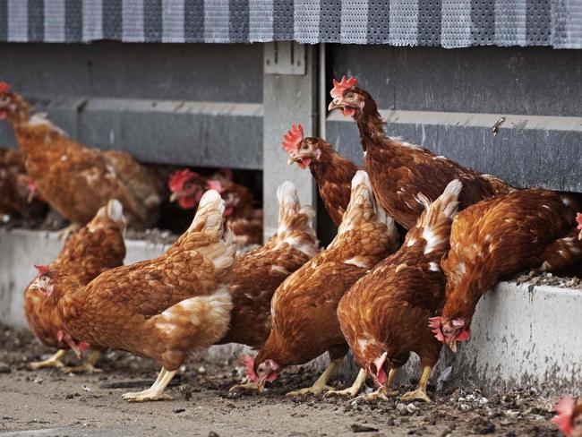 Chickens from a poultry farm are going outside again in Winkel, Netherlands, on April 29, 2020 after health measures were introduced in February, following a case of bird flu in a turkey farm in Germany near the Groningen (Dutch northern province) border. (Photo by Olaf KRAAK / ANP / AFP) / Netherlands OUT