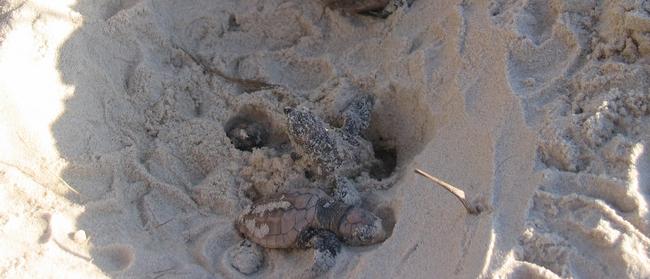 Conservationists fear for the safety of Bribie Island loggerhead turtle hatchlings. Photo. Diane Oxenford.