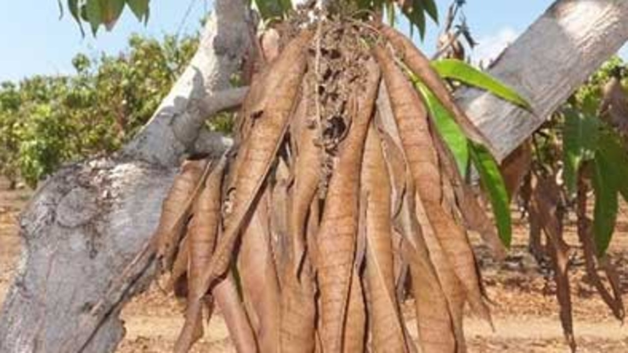 The disease spreads from the twig and eventually prevents the fruit from growing. Picture: Department of Industry, Tourism and Trade