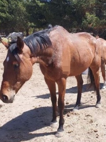 Patch in 2018, four months after going to Recycled Racehorses. Picture: Supplied