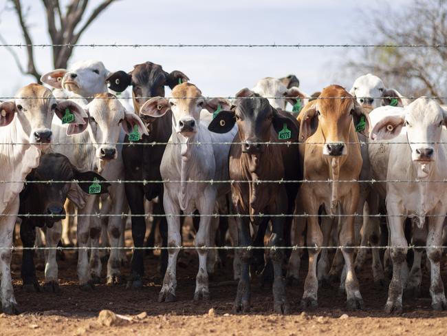 Happy fat cattle at NT station Newcastle Waters. Picture: Floss Adams.