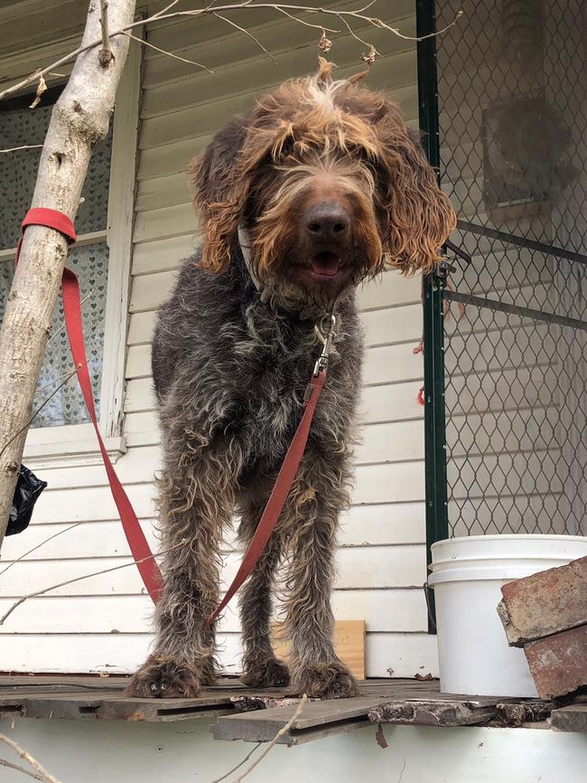 The dog after it was rescued from the roof. Picture: Anne Kierren