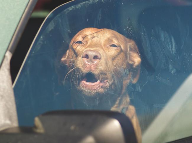 Barking dog in driver's seat of green vehicle with windows open partly. Picture: iStock