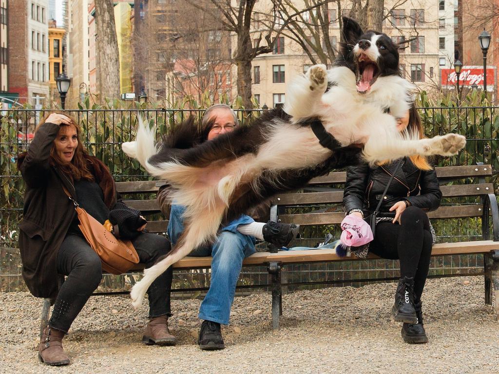 Barking! Porsz the flying park dog full of joy. Picture: Chris Porsz/Comedy Pets