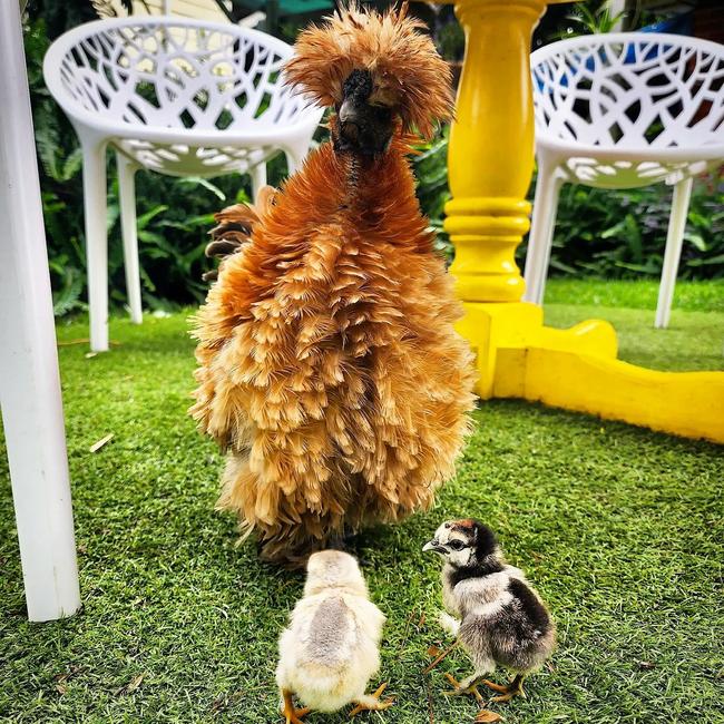 Some of the show-winning chickens that free range at Moorland Cottage Cafe. Picture: Supplied