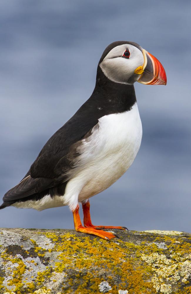 Its puffin community makes it a hit with bird-watchers.