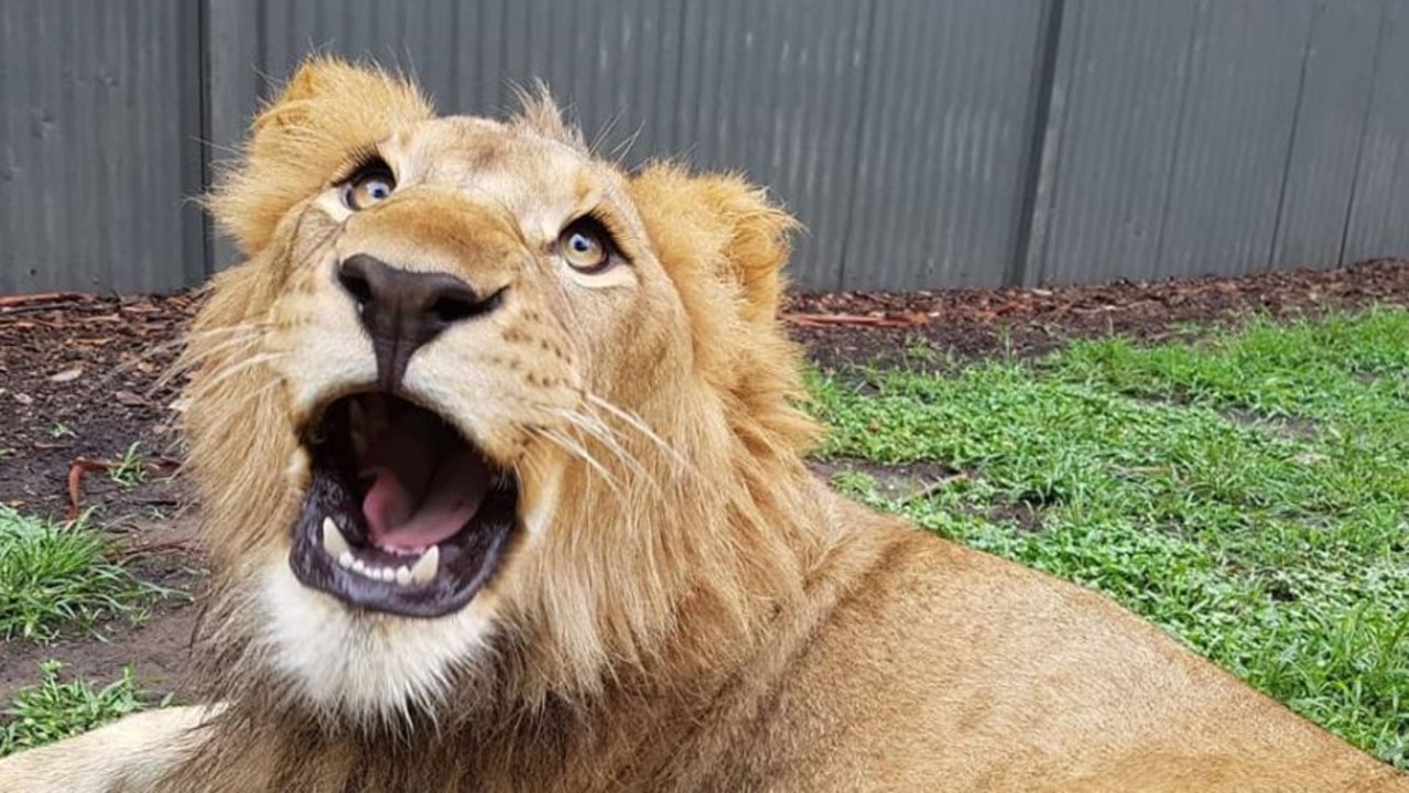 A lion at the North Nowra zoo. Picture: Facebook/Shoalhaven Zoo