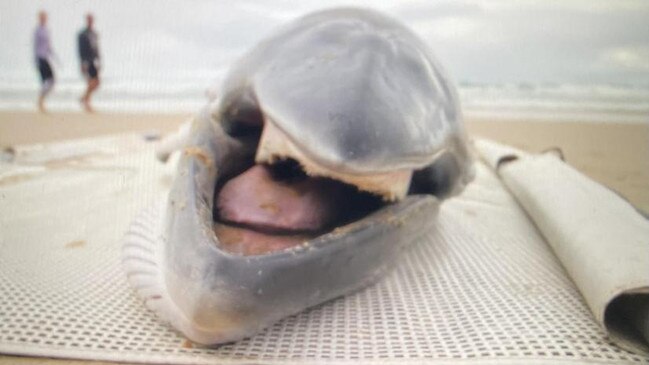 The dwarf minke whale was found dead on Tuesday afternoon at Main Beach on the Gold Coast. Picture: Facebook