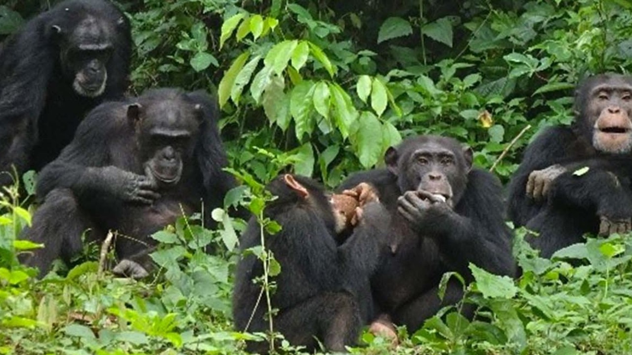 The primates in the area reportedly know how to use tools. Picture: UICN