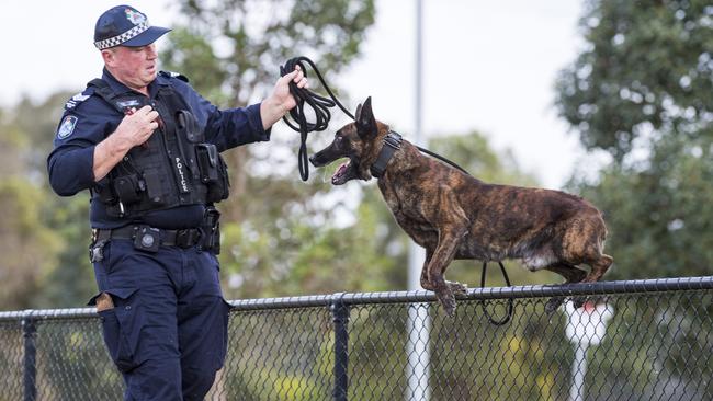 Dutch shepherd PD Danko gets put through his paces by Toowoomba Police dog unit officer-in-charge Sergeant Trevour O’Neil. Picture: Kevin Farmer