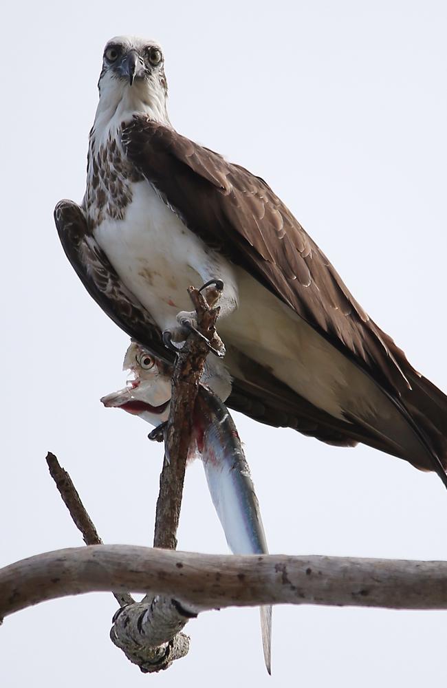 Scales tipped in osprey's favour at Holloway's Beach, Cairns | The Cairns  Post