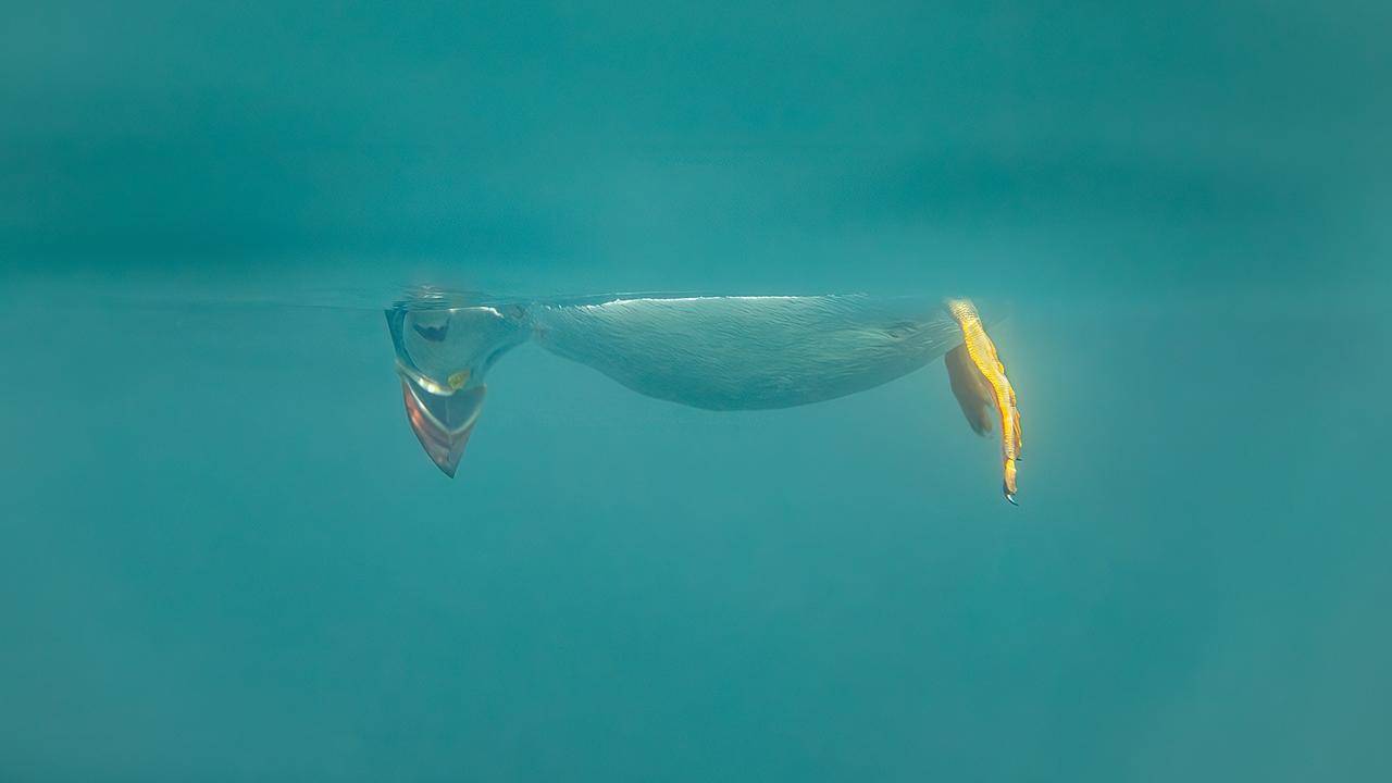 A puffin does an inverted Snoopy impression while watching jellyfish in Hartlepool, UK. Picture: Brian Matthews